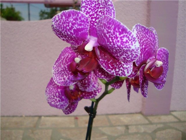 Phalaenopsis